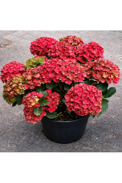 Гортензія Ребеліон Шоко Лав фото